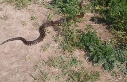 Circula foto de una yarará presuntamente en el Terraplén Costero