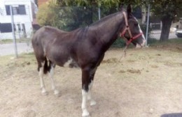 Animales en la vía pública: "Puede ocurrir un desastre y la Municipalidad minimiza la problemática"