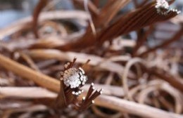 Denuncian que se quedaron sin teléfono y sin wifi por el robo de cobre de los cables