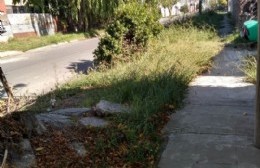 Solicitan limpieza en 23 y 166: pastos altos, basura y ratas