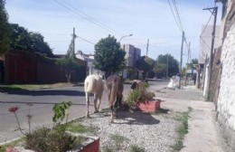 Otra vez caballos sueltos: ahora en 18 y 166