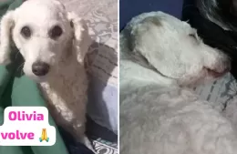 Una familia busca incansablemente a su perra Olivia
