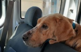 Una segunda oportunidad para el perro "Budy", pero en manos responsables