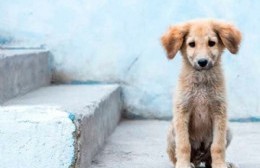 "Dame una Pata": colecta anual para los animales en situación de calle