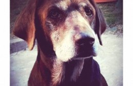 Buscan a la perra Lola: se perdió este viernes de calle 4 y 162