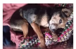 Buscan a “Pulguita”, una perrita que se perdió en la zona de 165 entre 20 y 21