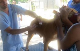 PRODEA motorizó una campaña por el bienestar de los animales en Barrio Obrero