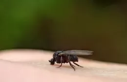 Alerta por la mosca negra: qué tener en cuenta ante la presencia del insecto en la región