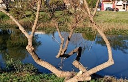 Ambientalistas siguen peleando contra el avasallamiento de la naturaleza: “Literalmente, están destruyendo todo”