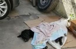 Una vecina se haría cargo del perro callejero de 26 y 163