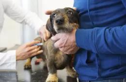 El móvil veterinario se instala en el Barrio Nueva York
