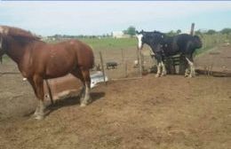 Rosana Alegre, víctima de cuatreros en su campo de La Balandra