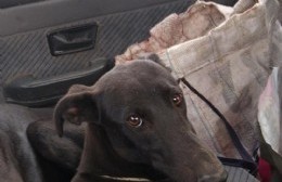 Buscan a "Mona", una galga de siete meses