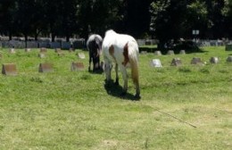 Vecinos preocupados por la presencia de caballos que pisotean las tumbas del Cementerio
