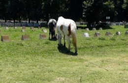 Vecinos preocupados por la presencia de caballos que pisotean las tumbas del Cementerio