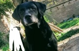 Buscan a "Maylo", un labrador de la zona de 20 y 168