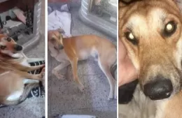 Buscan a “Manchi”: se perdió en la zona de 12 entre 151 y 152