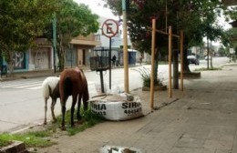 Indignacion vecinal con el municipio por animales sueltos