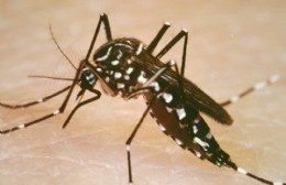 Medidas de prevención para evitar proliferación de dengue