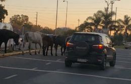 Caballos sueltos entorpecieron el paso por la 60