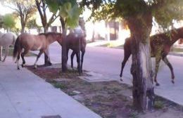 Otro capítulo de caballos sueltos en la vía pública: Pudo ser una tragedia