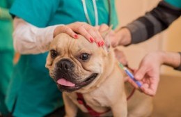 Despliegue en El Carmen: Vacunación para mascotas, feria y garrafa social