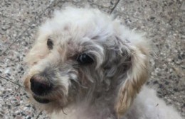 Buscan a "Teo", perro extraviado en 16 y 171