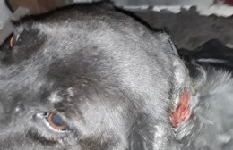 Buscan a “Pichi”, perro callejero que necesita de un tratamiento urgente