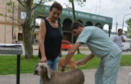 La vacunación de perros y gatos es la principal medida para prevenir la rabia