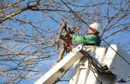 Intensifican tareas de poda en distintos barrios