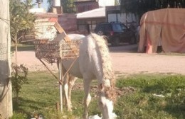 "Escracharon" a los caballos que rompen las bolsas de basura