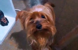 Buscan al perrito "Coco": se perdió en 13 entre 159 y 160