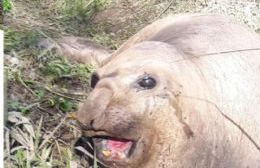 Encontraron al elefante marino y será monitoreado en el agua