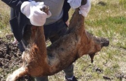Animales envenenados y alerta por futuras muertes