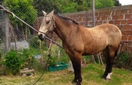 Se robaron a "Muñeco", un caballo del barrio de Villa Zula