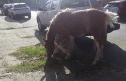 El dueto equino que merodea la zona y preocupa a los vecinos de 14 y 162