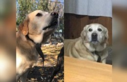 Perro perdido y familia "triste": piden ayuda para encontrarlo