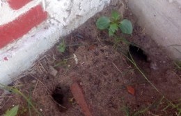 Preocupación de vecina por el criadero de ratas en un terreno aledaño