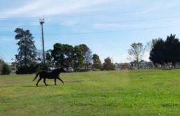 Caballos sueltos y descontrolados en la Avenida 60