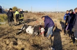 Gran trabajo de bomberos para rescatar a un caballo