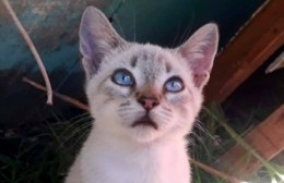 Buscan al gato "Merlín": se perdió en calle 14 y 152