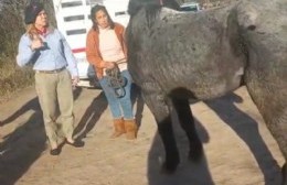 La Justicia ordenó restituir a su dueño un caballo robado en nuestra ciudad