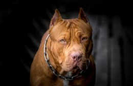 Feroz ataque de un pitbull requirió drástica intervención policial