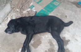 Se conoció el veneno empleado para matar animales en Los Talas