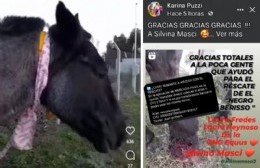 Robaron un caballo en Berisso, lo publicaron en redes como "rescatado" y pedían donaciones