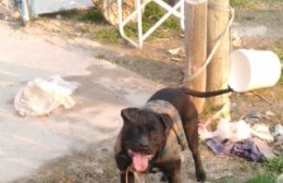 Vecinos encontraron un pitbull y necesitan dar con sus dueños