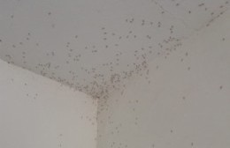 El Carmen invadido por mosquitos: Los vecinos piden fumigación