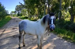 Buscan ayuda para dar con el caballo robado de su hija