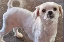 Buscan al perro “Copito”