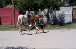 Caballos sueltos en 168 entre 28 y 29